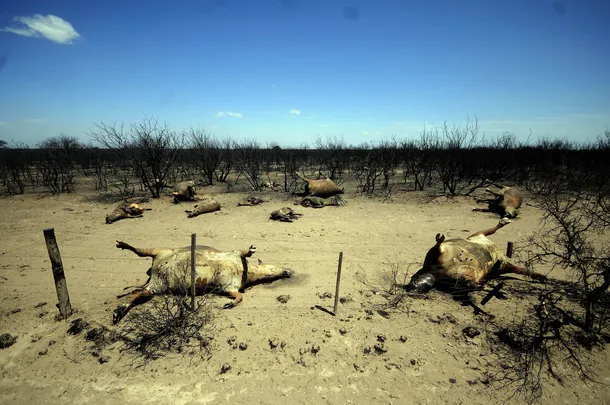 incendios la pampa animales muertosjpg
